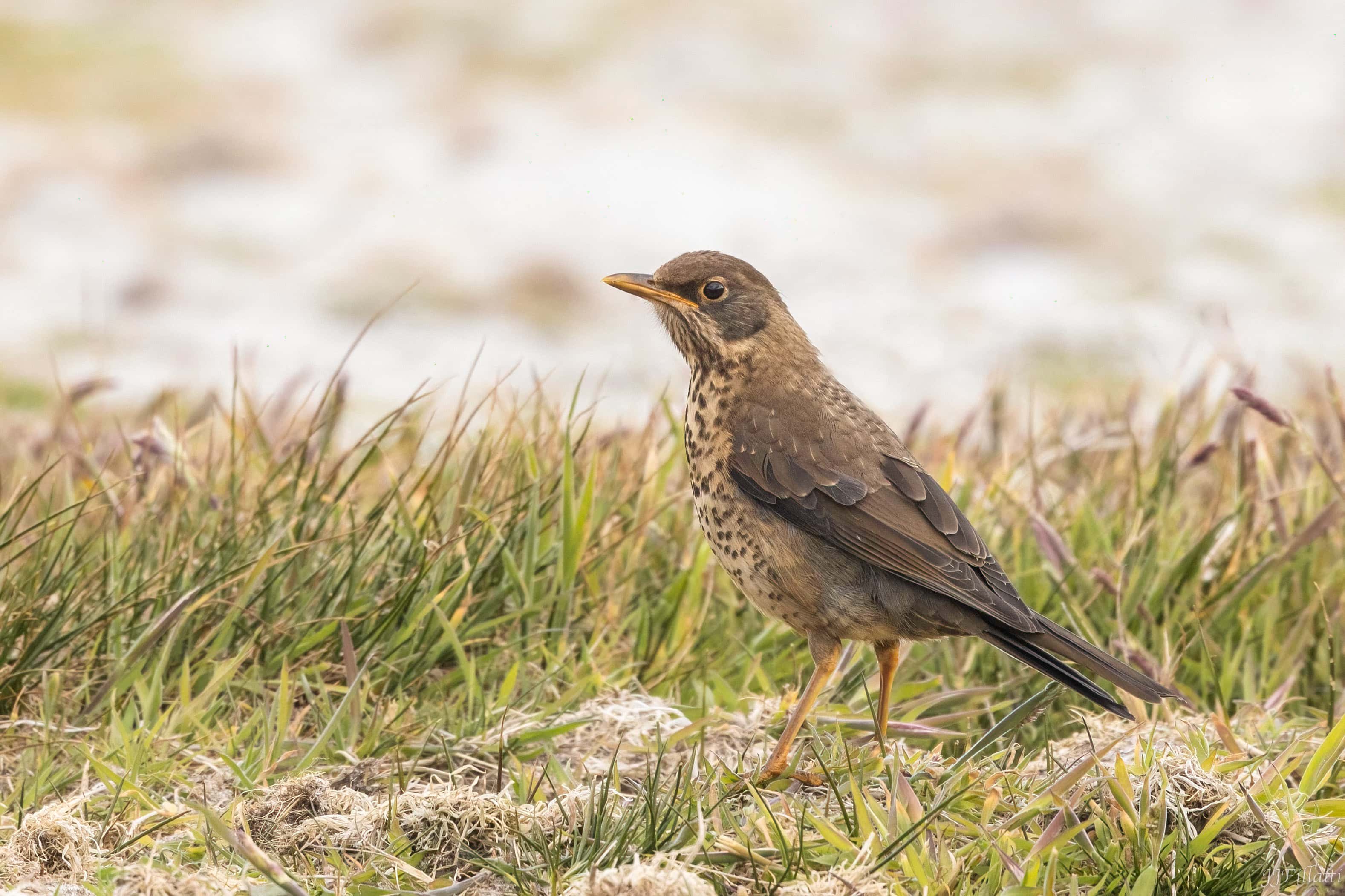 bird of the falklands image 112